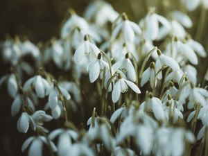 Preview wallpaper snowdrops, white, flowers, spring