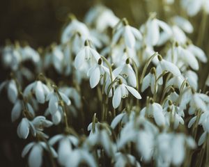 Preview wallpaper snowdrops, white, flowers, spring