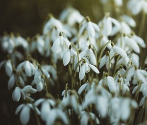 Preview wallpaper snowdrops, white, flowers, spring