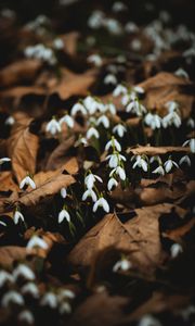 Preview wallpaper snowdrops, white, flowers, leaves, spring