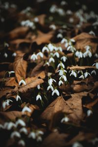 Preview wallpaper snowdrops, white, flowers, leaves, spring