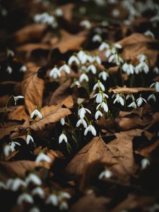 Preview wallpaper snowdrops, white, flowers, leaves, spring