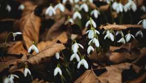 Preview wallpaper snowdrops, white, flowers, leaves, spring