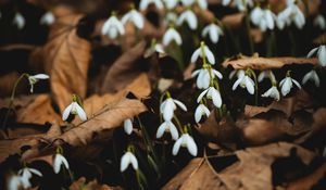 Preview wallpaper snowdrops, white, flowers, leaves, spring