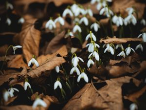 Preview wallpaper snowdrops, white, flowers, leaves, spring