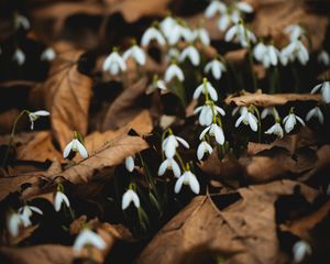 Preview wallpaper snowdrops, white, flowers, leaves, spring