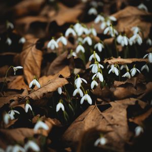 Preview wallpaper snowdrops, white, flowers, leaves, spring