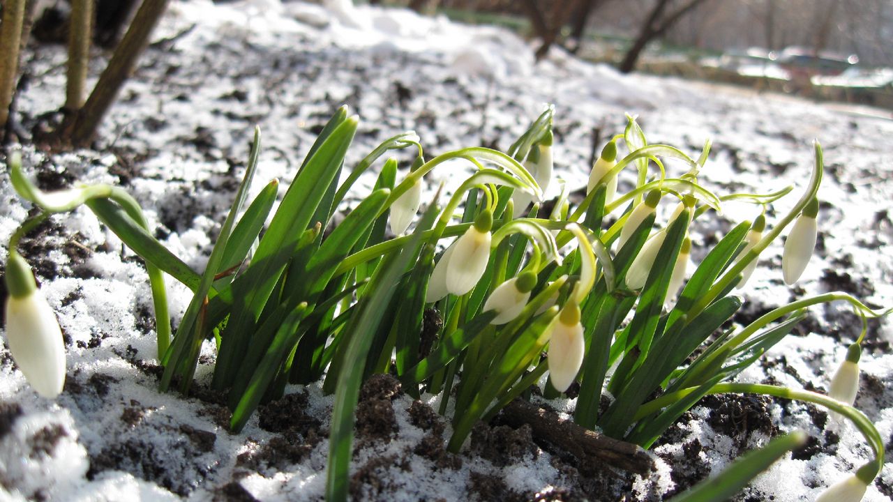 Wallpaper snowdrops, winter, snow, flowers