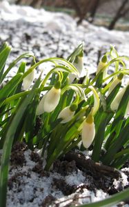 Preview wallpaper snowdrops, winter, snow, flowers