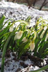 Preview wallpaper snowdrops, winter, snow, flowers