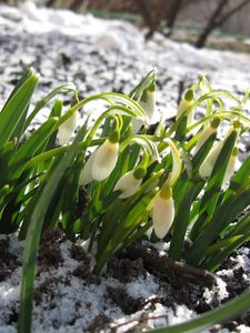 Preview wallpaper snowdrops, winter, snow, flowers