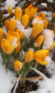 Preview wallpaper snowdrops, yellow, snow, spring, wood