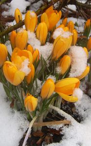 Preview wallpaper snowdrops, yellow, snow, spring, wood