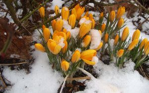 Preview wallpaper snowdrops, yellow, snow, spring, wood
