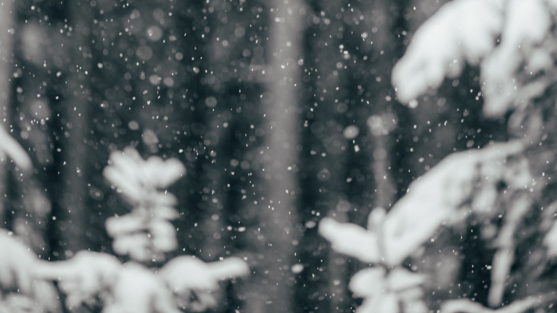 Download wallpaper 1920x1080 snowfall, snow, winter full hd, hdtv, fhd ...