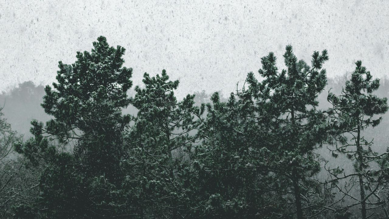 Wallpaper snowfall, trees, fog, snow