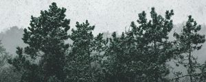 Preview wallpaper snowfall, trees, fog, snow