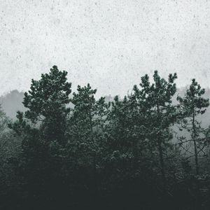 Preview wallpaper snowfall, trees, fog, snow