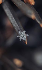 Preview wallpaper snowflake, grass, macro, snow