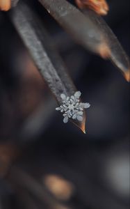 Preview wallpaper snowflake, grass, macro, snow