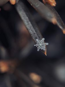 Preview wallpaper snowflake, grass, macro, snow