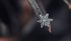 Preview wallpaper snowflake, grass, macro, snow