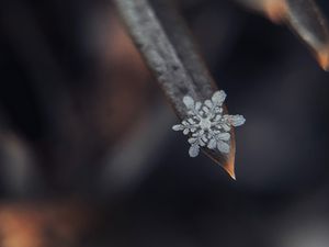 Preview wallpaper snowflake, grass, macro, snow