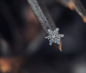 Preview wallpaper snowflake, grass, macro, snow