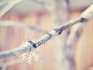 Preview wallpaper snowflakes, branch, winter