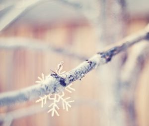 Preview wallpaper snowflakes, branch, winter