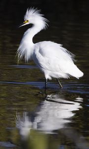 Preview wallpaper snowy egret, bird, reflection, water