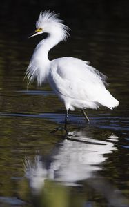 Preview wallpaper snowy egret, bird, reflection, water