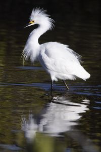 Preview wallpaper snowy egret, bird, reflection, water