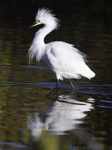 Preview wallpaper snowy egret, bird, reflection, water