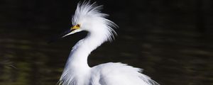 Preview wallpaper snowy egret, bird, reflection, water