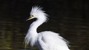 Preview wallpaper snowy egret, bird, reflection, water