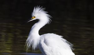 Preview wallpaper snowy egret, bird, reflection, water