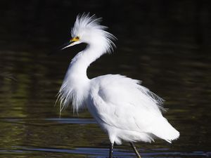 Preview wallpaper snowy egret, bird, reflection, water