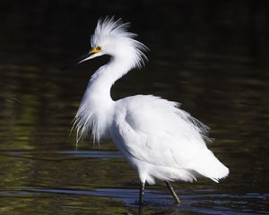 Preview wallpaper snowy egret, bird, reflection, water