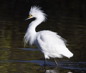 Preview wallpaper snowy egret, bird, reflection, water