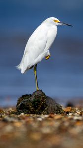 Preview wallpaper snowy egret, heron, bird, stone