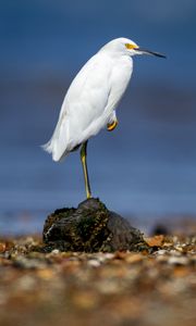 Preview wallpaper snowy egret, heron, bird, stone