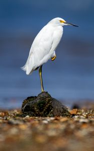 Preview wallpaper snowy egret, heron, bird, stone