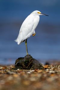 Preview wallpaper snowy egret, heron, bird, stone