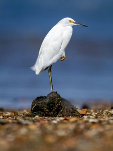 Preview wallpaper snowy egret, heron, bird, stone