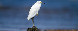 Preview wallpaper snowy egret, heron, bird, stone