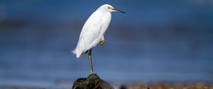 Preview wallpaper snowy egret, heron, bird, stone