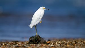 Preview wallpaper snowy egret, heron, bird, stone