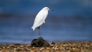 Preview wallpaper snowy egret, heron, bird, stone