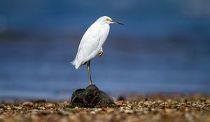 Preview wallpaper snowy egret, heron, bird, stone